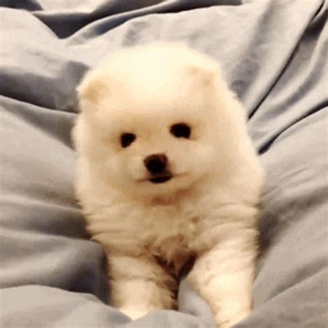 cute dogs gif|cute transparent dog gif.